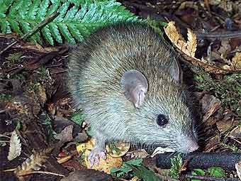 ������������� ����� (Rattus exulans). ���� � ����� taiko.org.nz