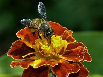 �������� ����� ��������� ���� Apis cerana. ���� ������������ Vijay Cavale � ����� wikipedia.org