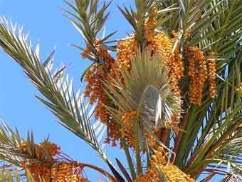 ��������� ������ (Phoenix dactylifera). ���� ������������ B. Simpson Cairocamels ��� wikimedia.org