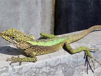 �������� ������� Japalura splendida. ���� � ����� zoocon.com