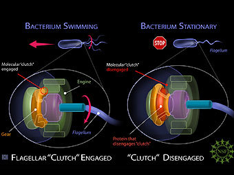 ����� ������ � ���������� ������� B. subtilis. ������� ������ ������� ����� EpsE, ���������� ��� ��������� � �����������. ����������� Zina Deretsky, National Science Foundation
