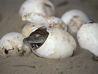 ����� ��� ��� ����������, �������� ��������� �� ���� ����� �������. ���� � ����� nigeldennis.com