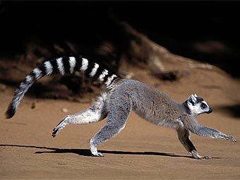 ������������� ����� Lemur catta. ���� � ����� nigeldennis.com