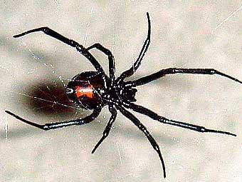 ������� ��� ������ �����. ���� ������������ Trachemys � ����� wikipedia.org