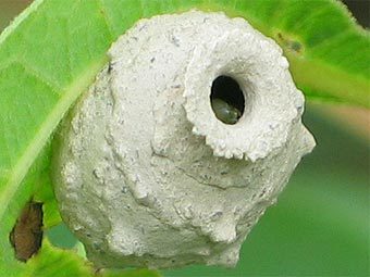 ������-"��������" ��������� ���. ���� � ����� bugguide.net