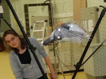 ������������ ������������ ������ ������ � ����������� ��������. ���� ����������� ��������� � �������� ������������ ������������� ��������