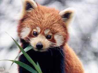 ������� �����. ���� ������������ Brunswyk ����� wikipedia.org