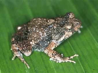 ������� Physalaemus pustulosus. ���� � ����� uta.edu