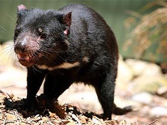 ������������ ������. ���� � ����� smh.com.au