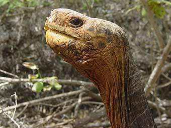 �������� ������. ���� AFP