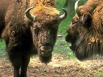 ����������� ����. ���� � ����� natur-lexikon.com