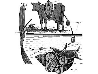 ��������� ���� ����������� ����������. ����������� � ����� schools.keldysh.ru