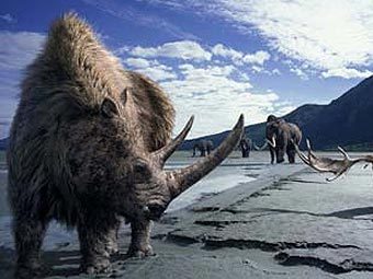 ������������� �������� ���� ��������� ���� �������� Coelodonta antiquitatis, ���������� �� ���������� �������� �� ��������� ������