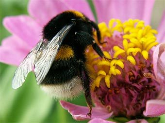 ���� � ����� resistanceisfertile.ca