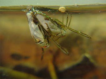 ������� �� ������� ����� ����� � ��������. ���� John Bush and Morris Flynn