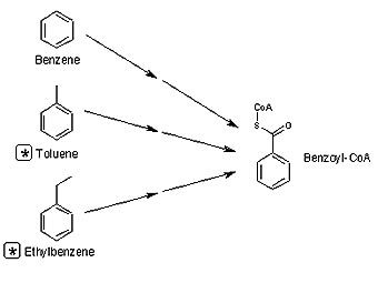 ���� ����������� ������� ������ BTEX. ����������� � ����� umbbd.msi.umn.edu