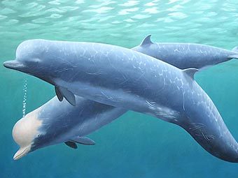 ���������� ���� Hyperoodon ampullatus. ����������� � ����� walvisstrandingen.nl