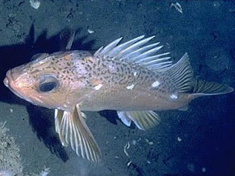 ������� �����. ���� � ����� sanctuaries.nos.noaa.gov