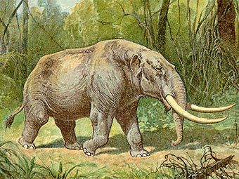 ������������� �������� ���� ����������. ����������� � ����� wikipedia.org