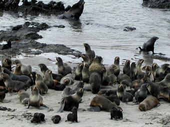     .    beringisland.ru