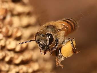  Muhammad Mahdi Karim