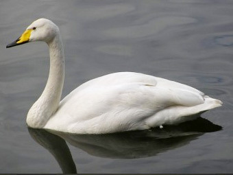 -.    birds-altay.ru