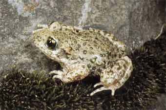 - (Alytes obstetricans).    www.herp.it