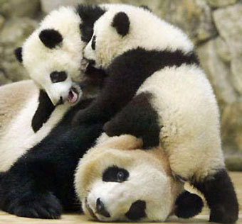  .    conniechai.tripod.com