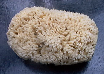  Spongia officinalis,    www.gudjons.com