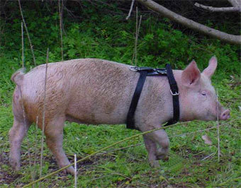 ������ ������ ����������� �� ������. ���� ����� home.iprimus.com.au